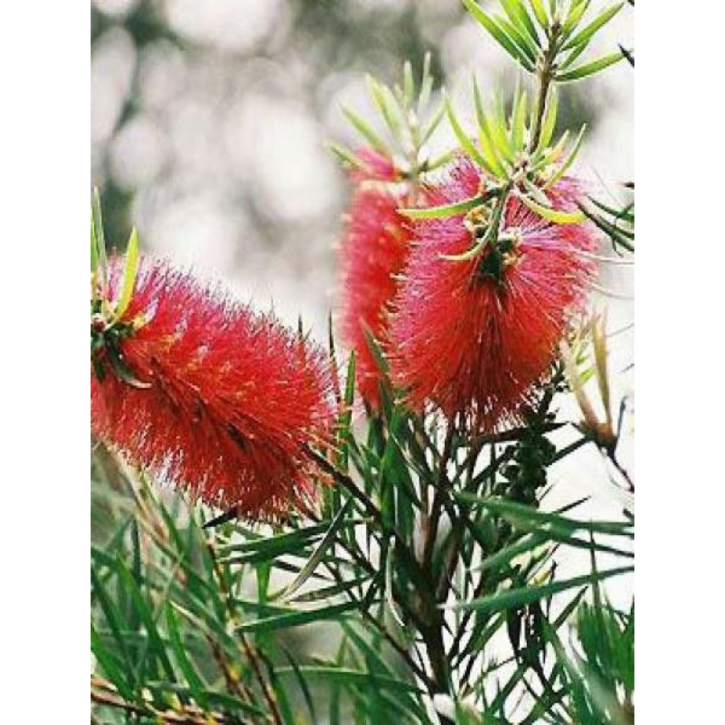 Jäykkälamppuharja - Callistemon rigidus