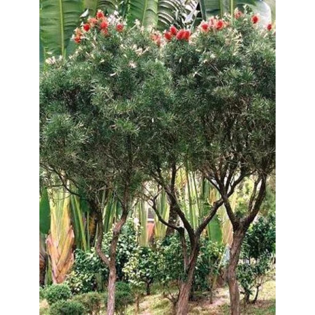 Jäykkälamppuharja - Callistemon rigidus