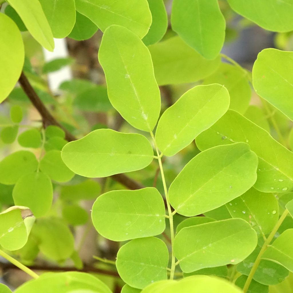 Valkovaleakaasia Coluteoides