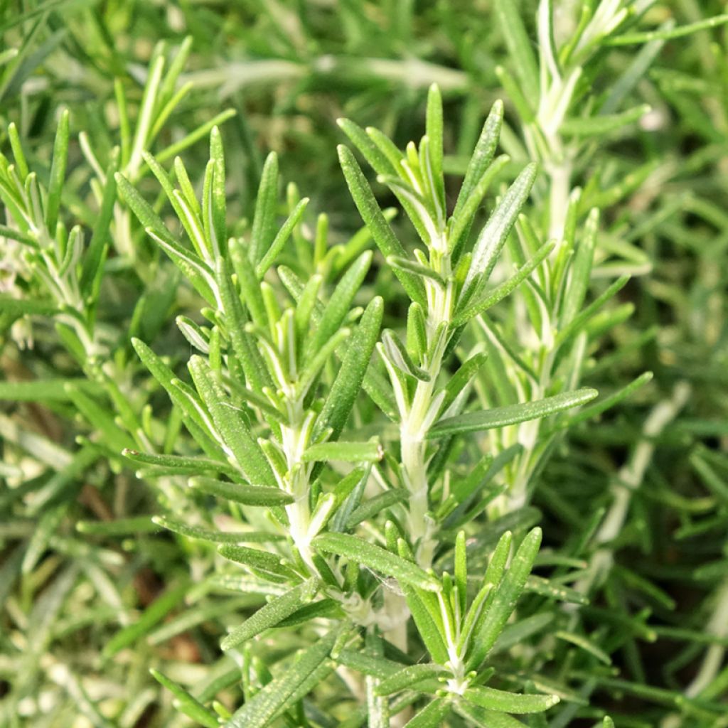 Rohtorosmariini (rosmariini) luomu taimena - Rosmarinus officinalis