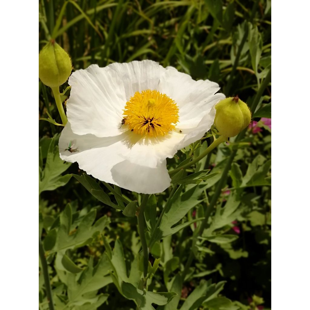 Pensasunikko - Romneya coulteri