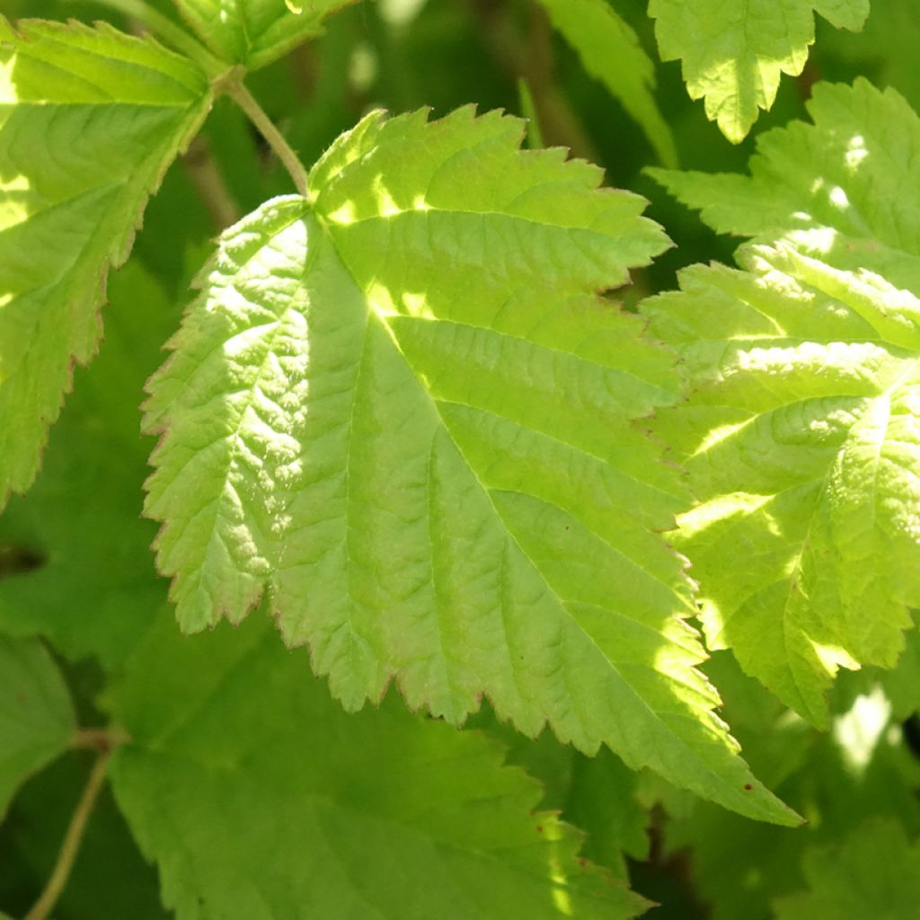 Sinivatukka - Rubus caesius