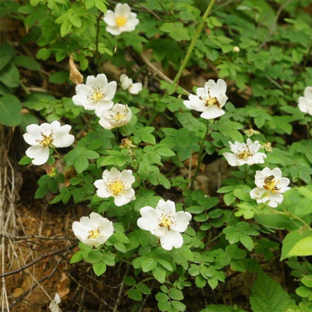 Lajiruusu - Rosa arvensis