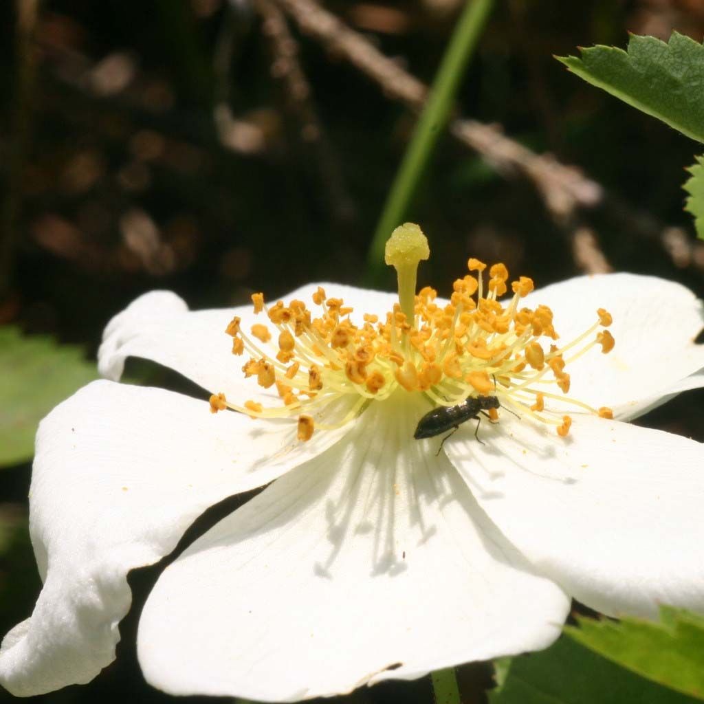 Lajiruusu - Rosa arvensis