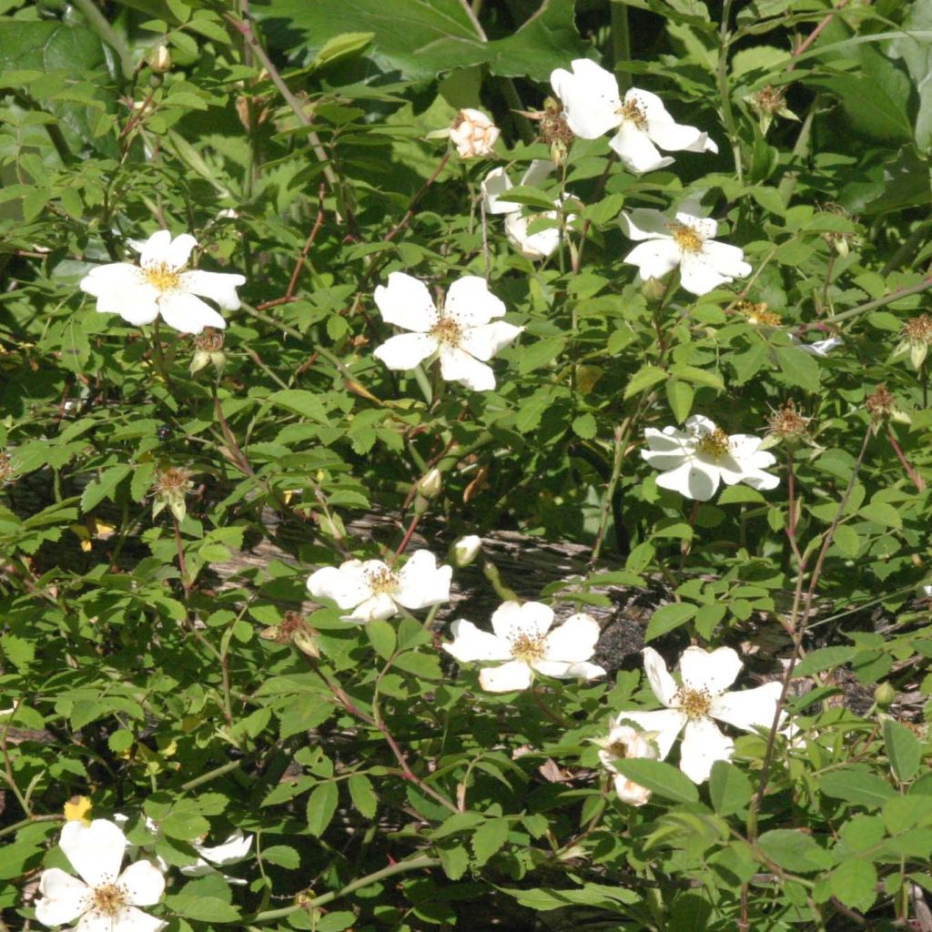 Lajiruusu - Rosa arvensis