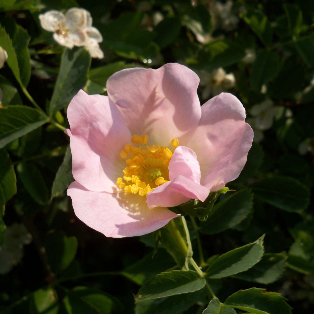 Kaljukoiranruusu - Rosa canina
