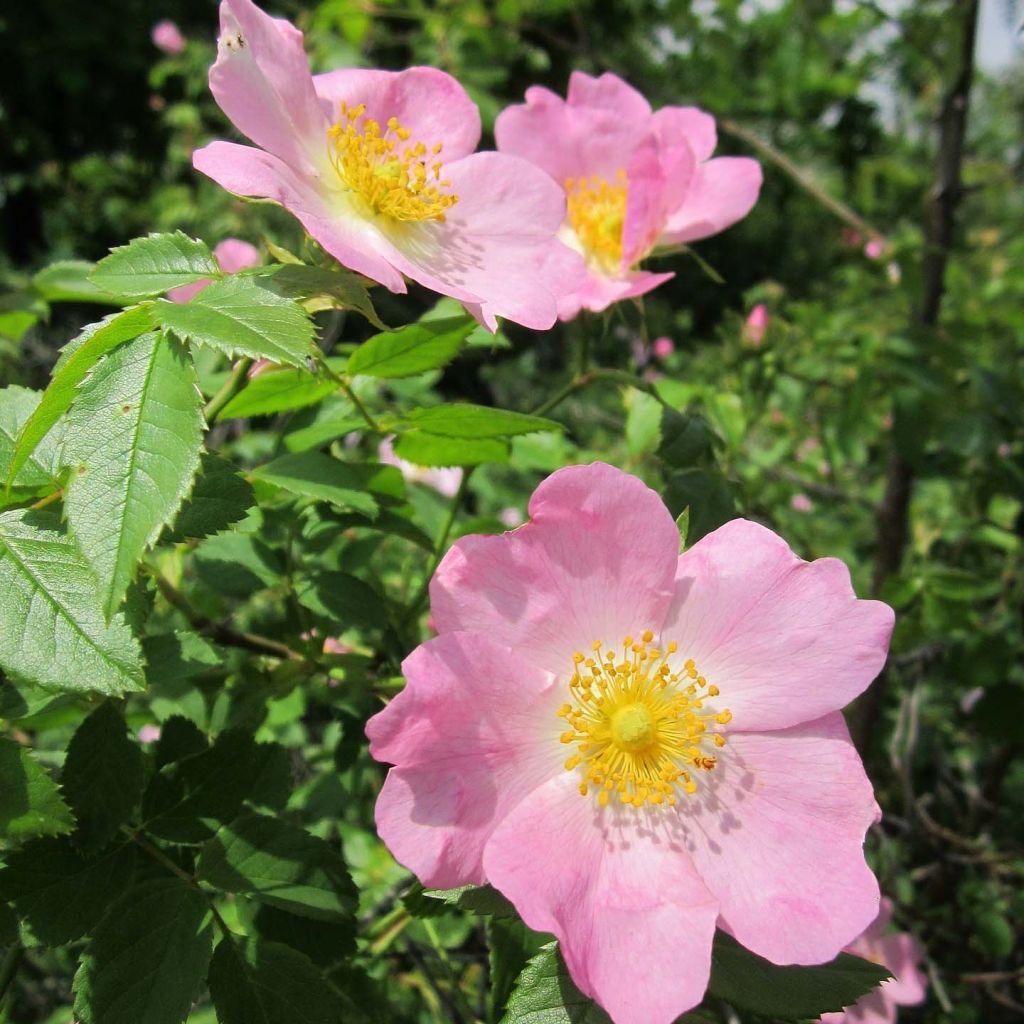 Kaljukoiranruusu - Rosa canina
