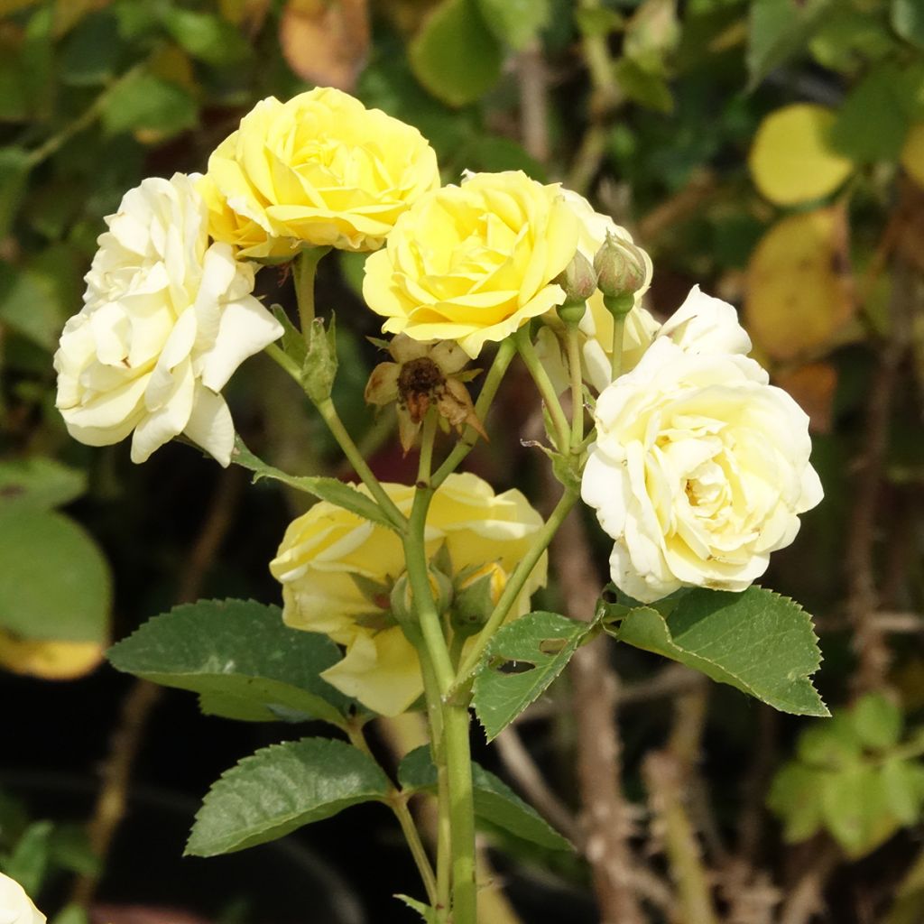 Polyantharuusu Golden Border