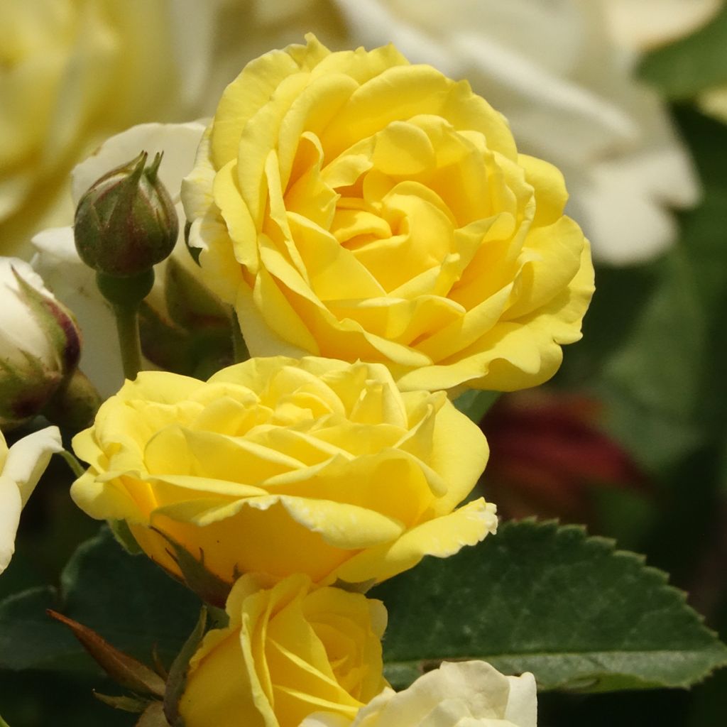 Polyantharuusu Golden Border