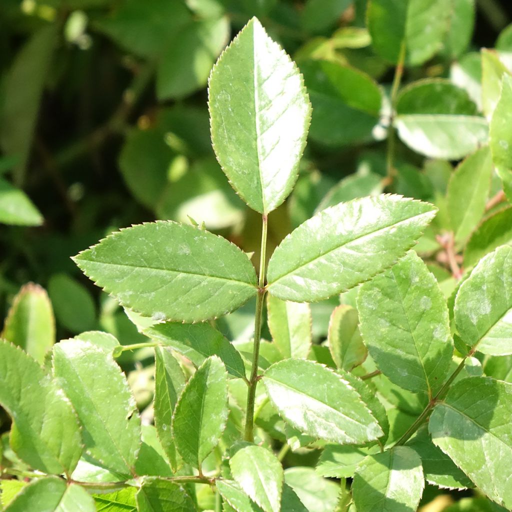 Polyantharuusu Louis Blériot