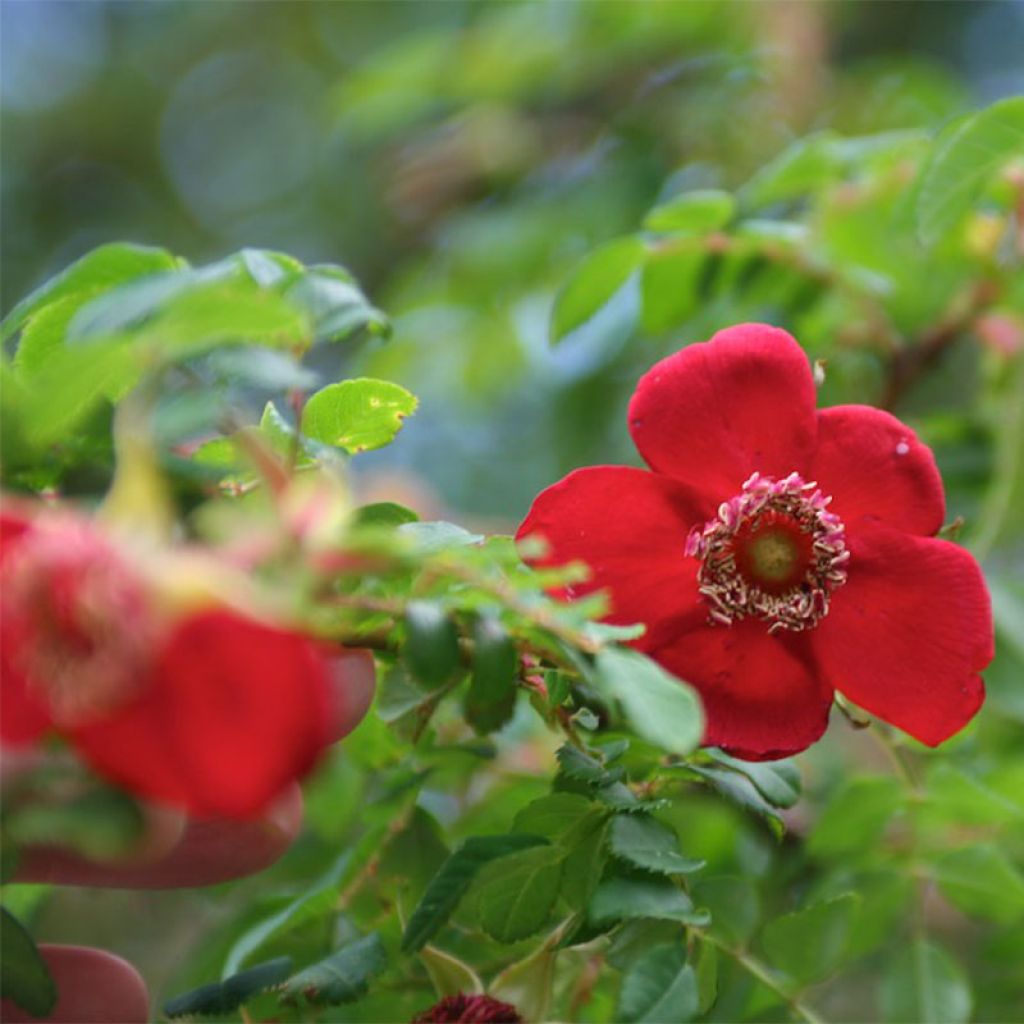 Lajiruusu Geranium
