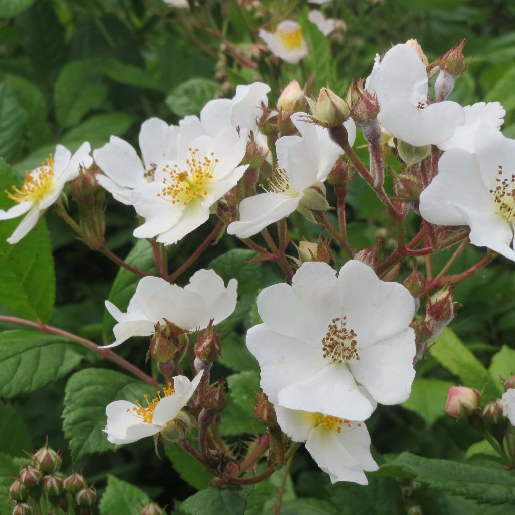 Japaninköynnösruusu - Rosa multiflora