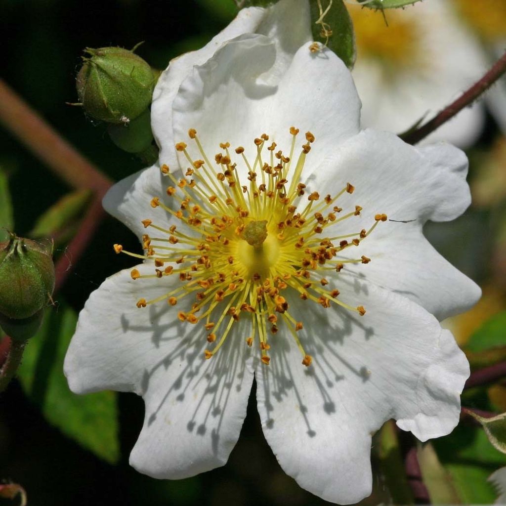 Japaninköynnösruusu - Rosa multiflora