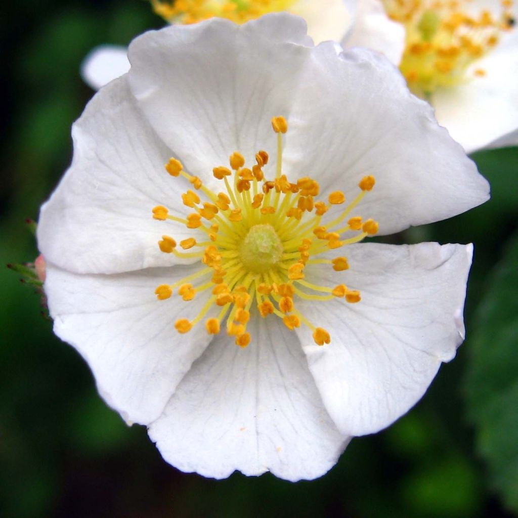 Japaninköynnösruusu - Rosa multiflora