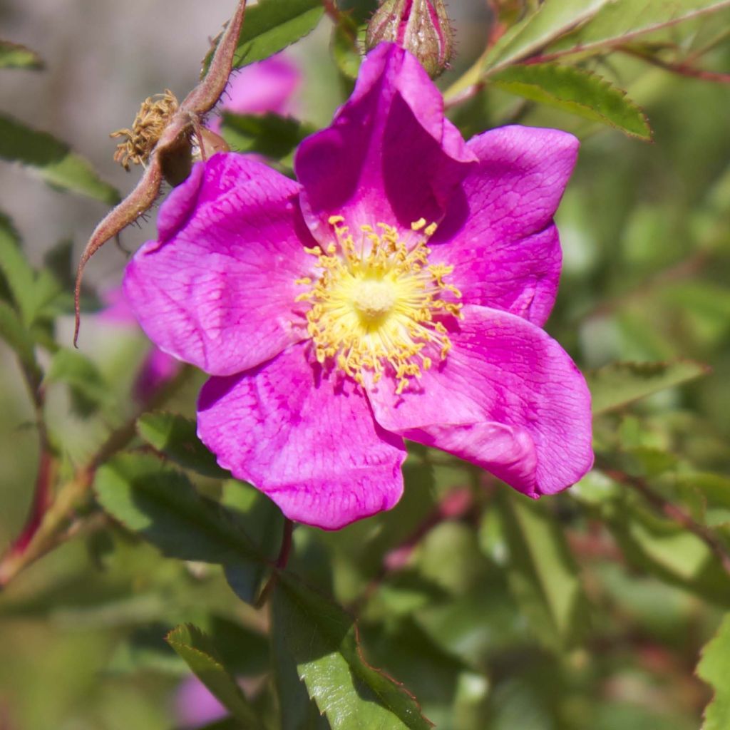 Nukkeruusu - Rosa nitida