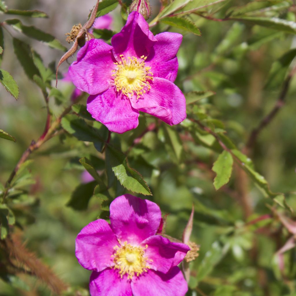 Nukkeruusu - Rosa nitida