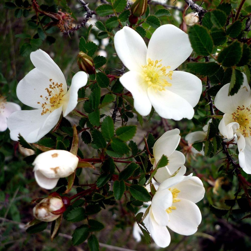 Pimpinellaruusu - Rosa pimpinellifolia