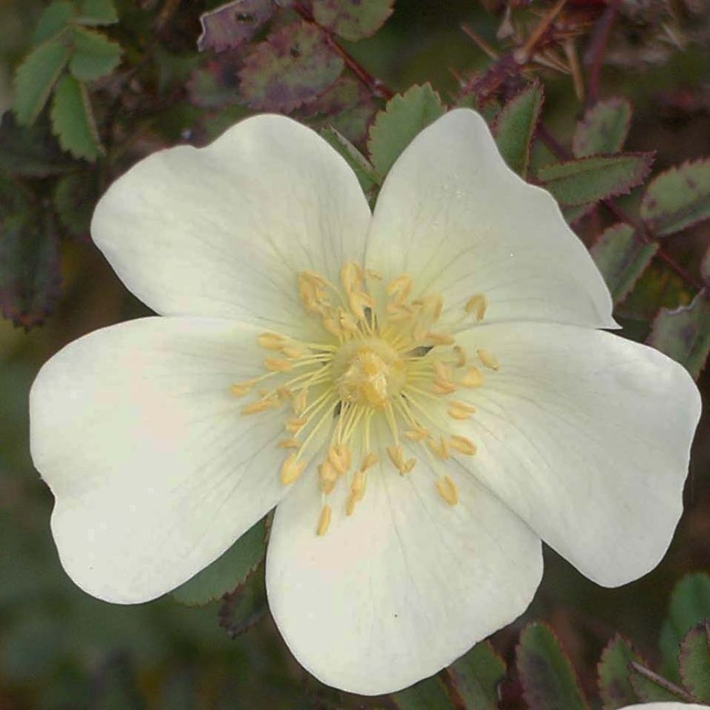 Pimpinellaruusu - Rosa pimpinellifolia