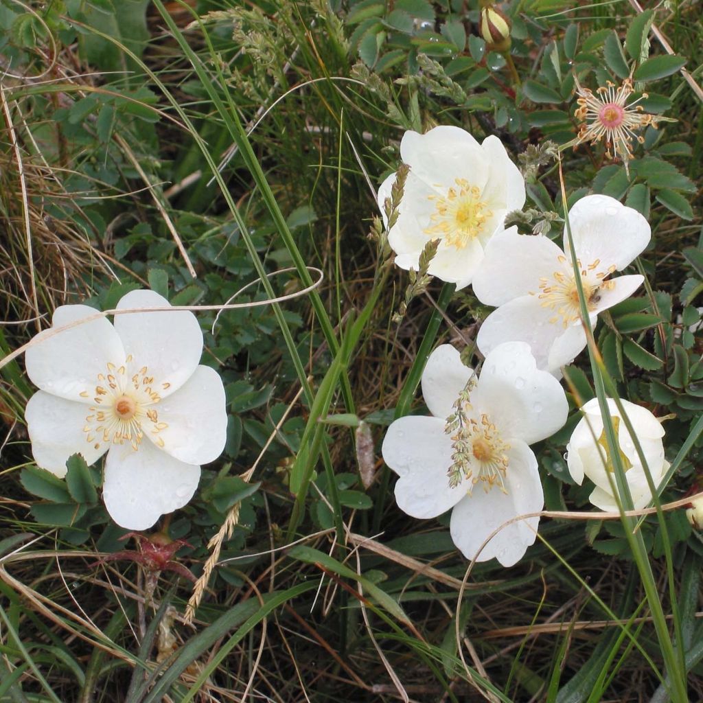 Pimpinellaruusu - Rosa pimpinellifolia
