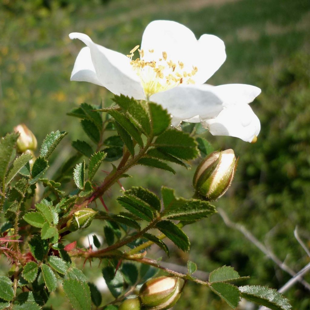 Pimpinellaruusu - Rosa pimpinellifolia