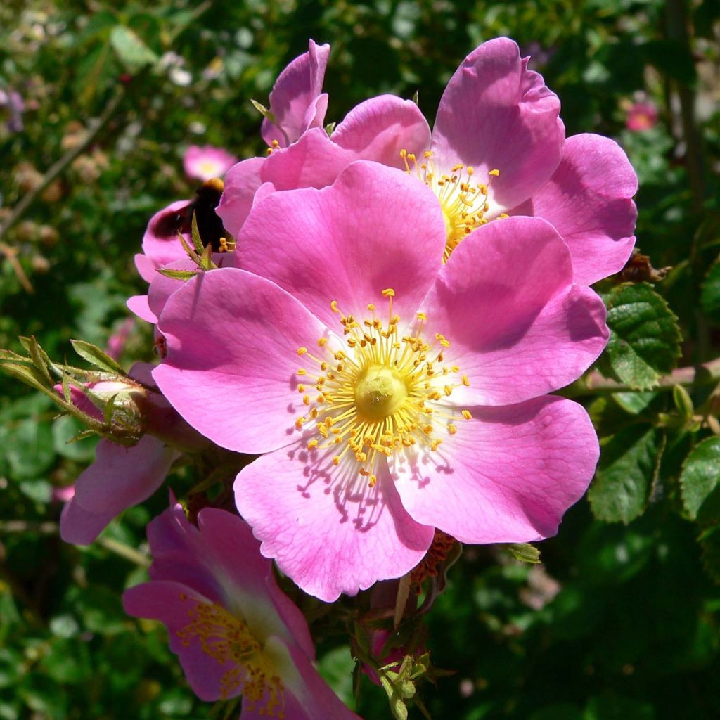 Omenaruusu - Rosa rubiginosa