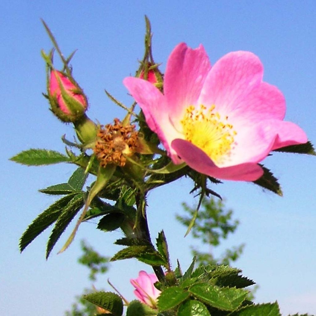 Omenaruusu - Rosa rubiginosa