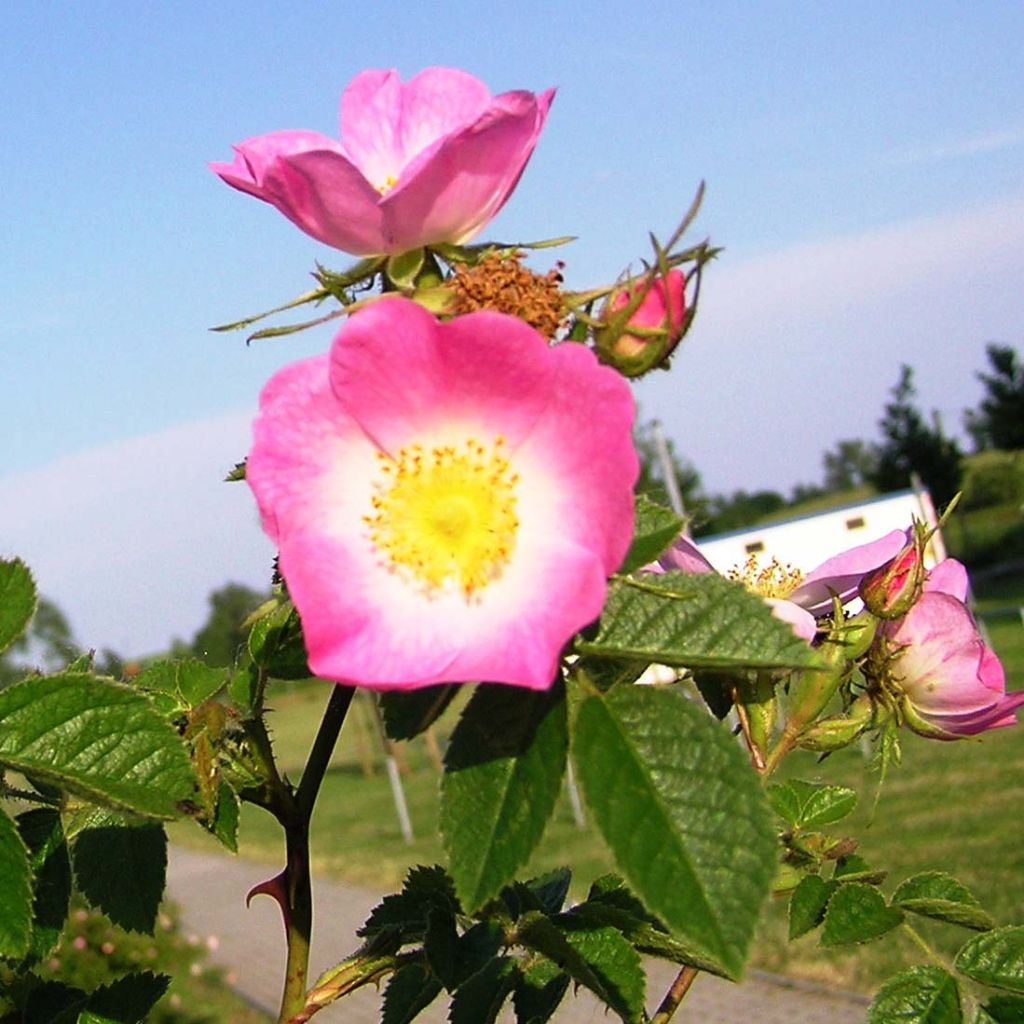 Omenaruusu - Rosa rubiginosa