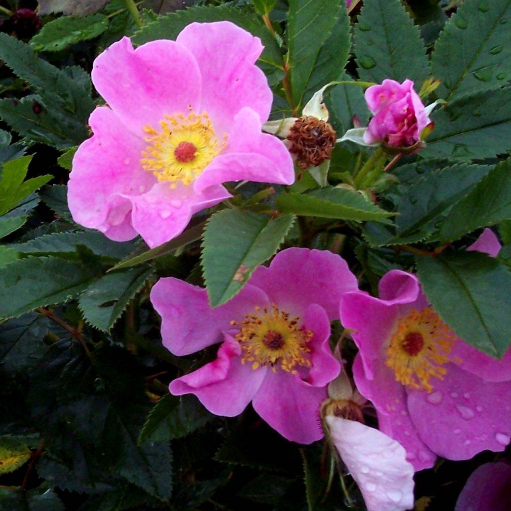 Lajiruusu - Rosa virginiana