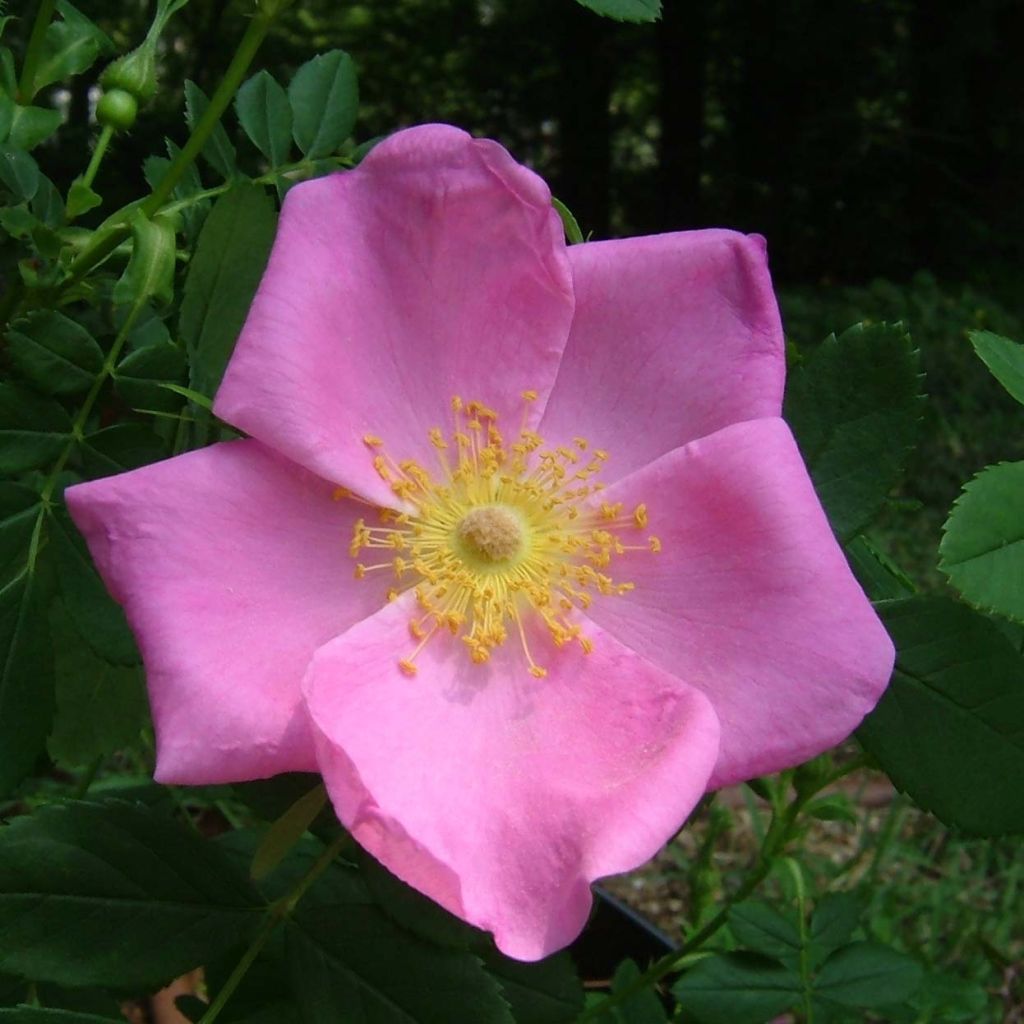 Lajiruusu - Rosa virginiana