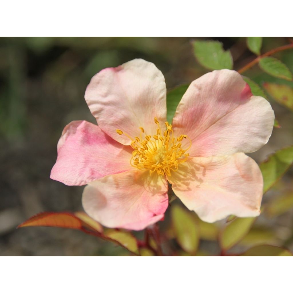 Lajiruusu Mutabilis