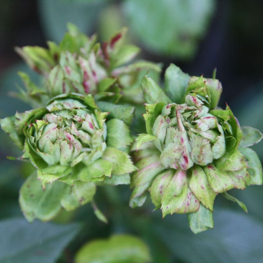Lajiruusu Viridiflora