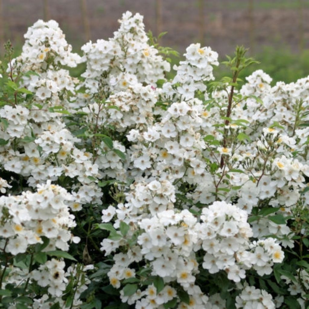 Puistoruusu Rosanatura Alba