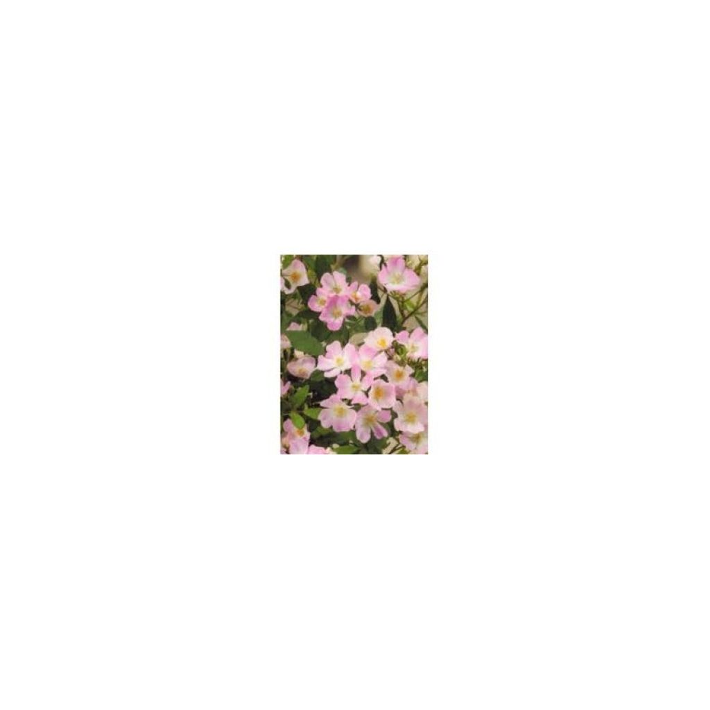 Puistoruusu Rosanatura Rosea