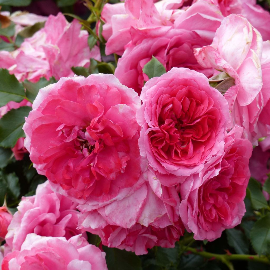 Köynnösruusu Rosarium Uetersen Kortersen