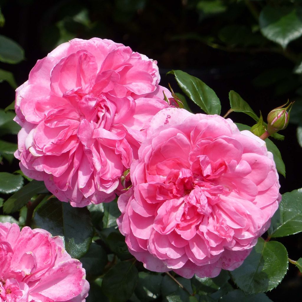 Köynnösruusu Rosarium Uetersen Kortersen