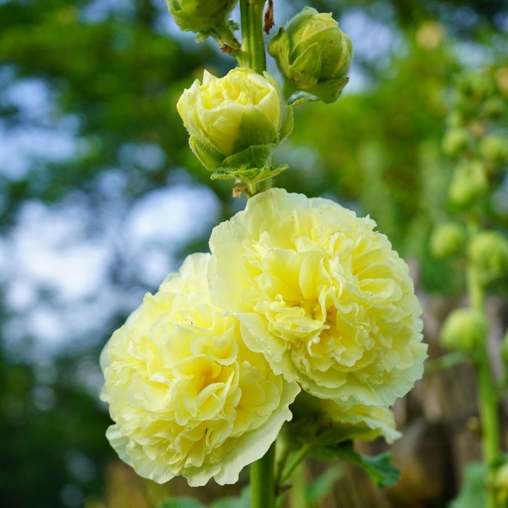 Tarhasalkoruusu Chater's Double Jaune