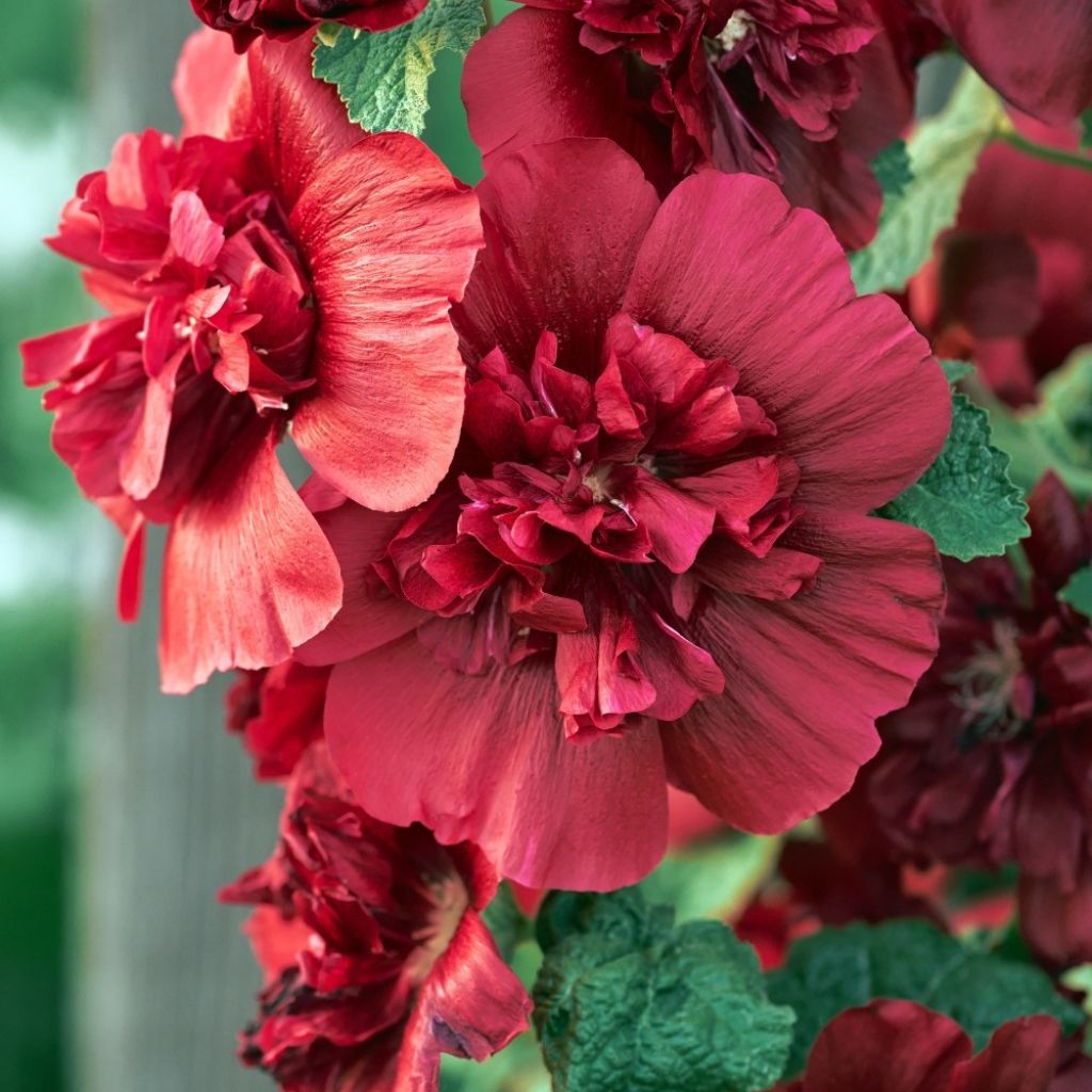 Tarhasalkoruusu Chatter's Red