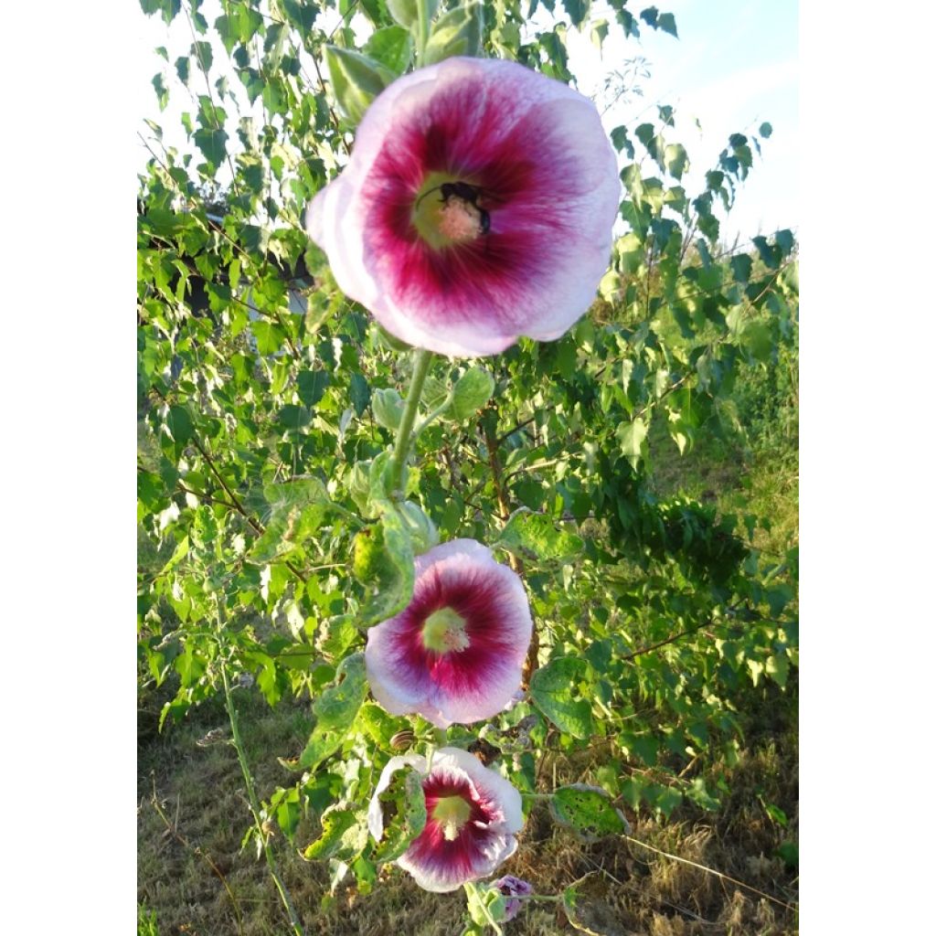 Tarhasalkoruusu Crème de cassis (siemenet)
