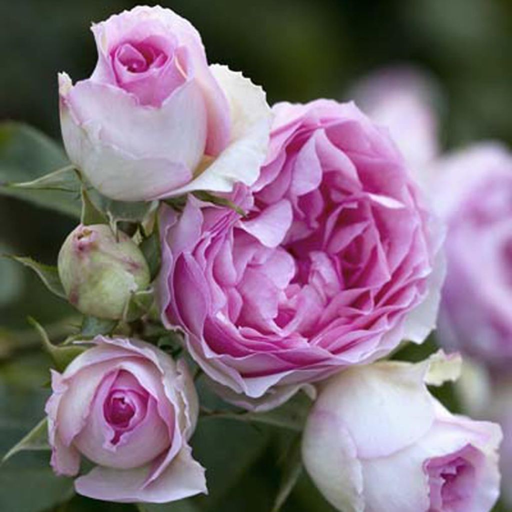 Köynnösruusu Mini Eden Rose