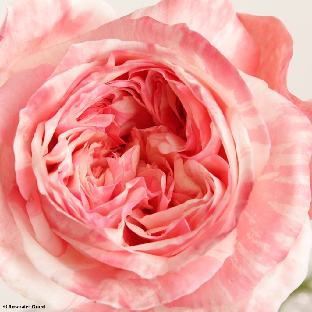 Floribundaruusu Mascaret -11