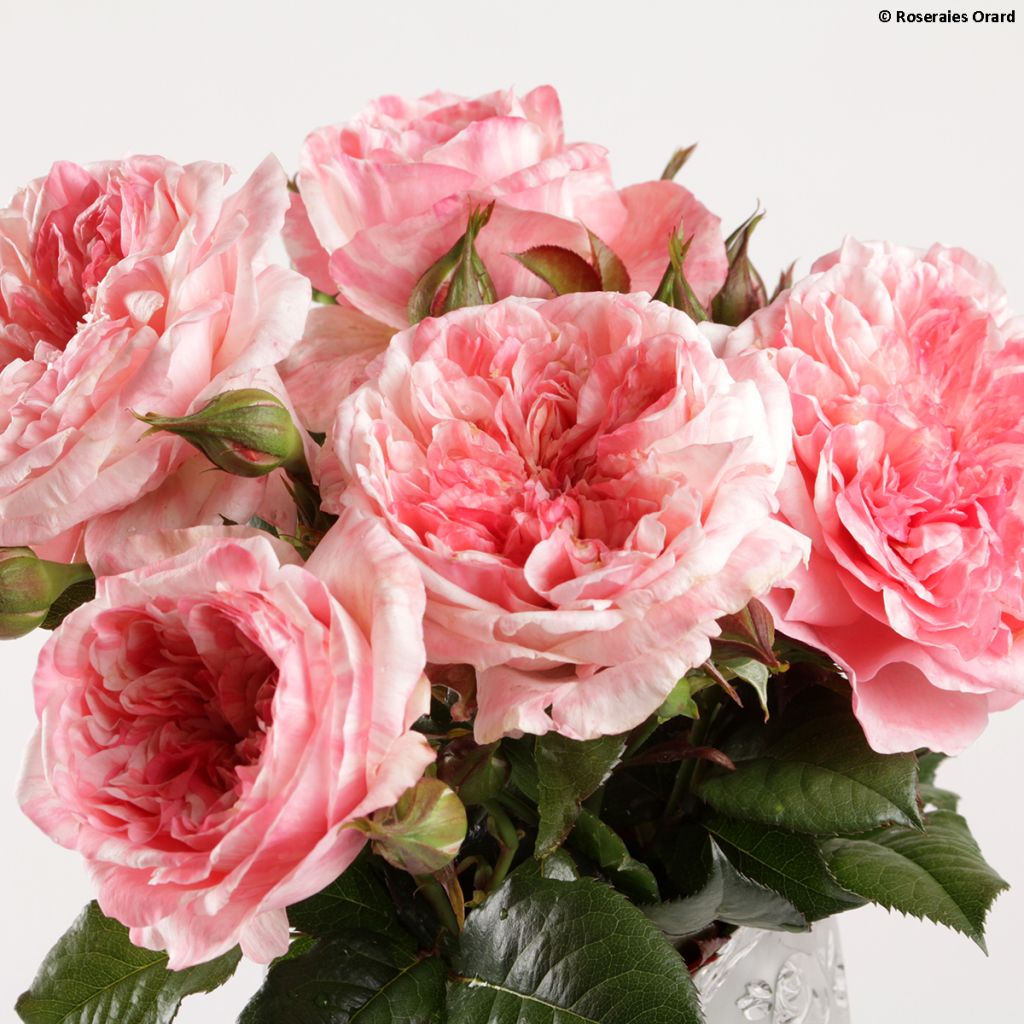 Floribundaruusu Mascaret -11