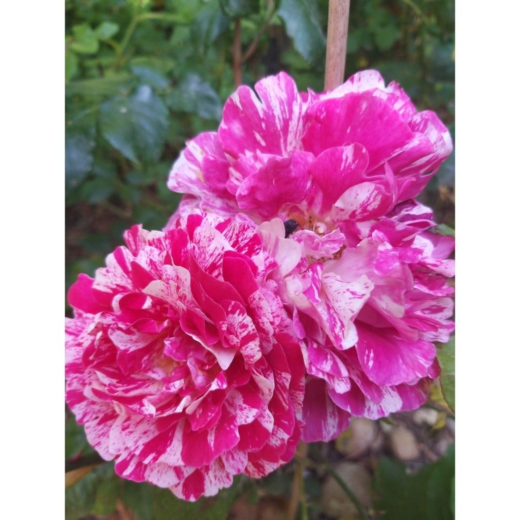 Floribundaruusu Abracadabra Koramsaro