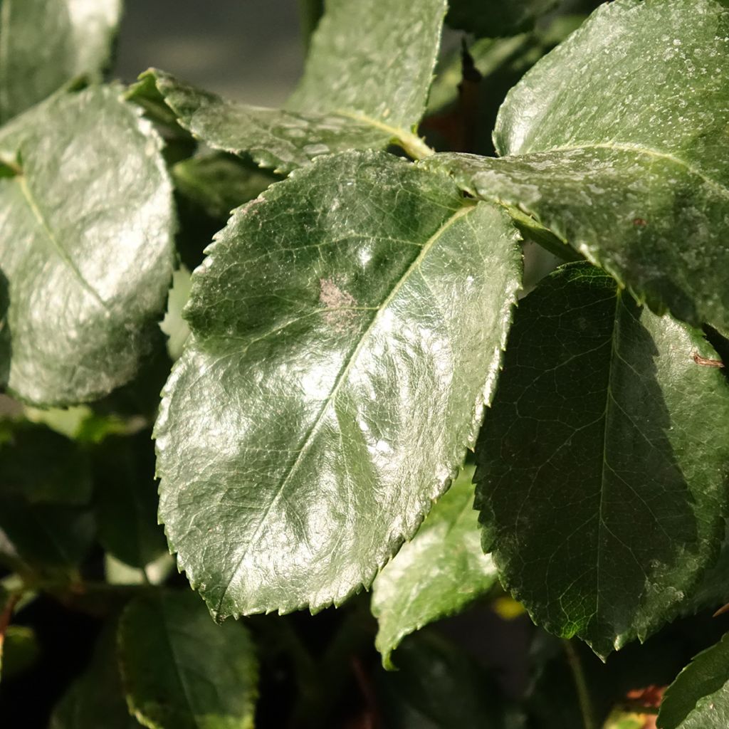 Floribundaruusu Abracadabra Koramsaro