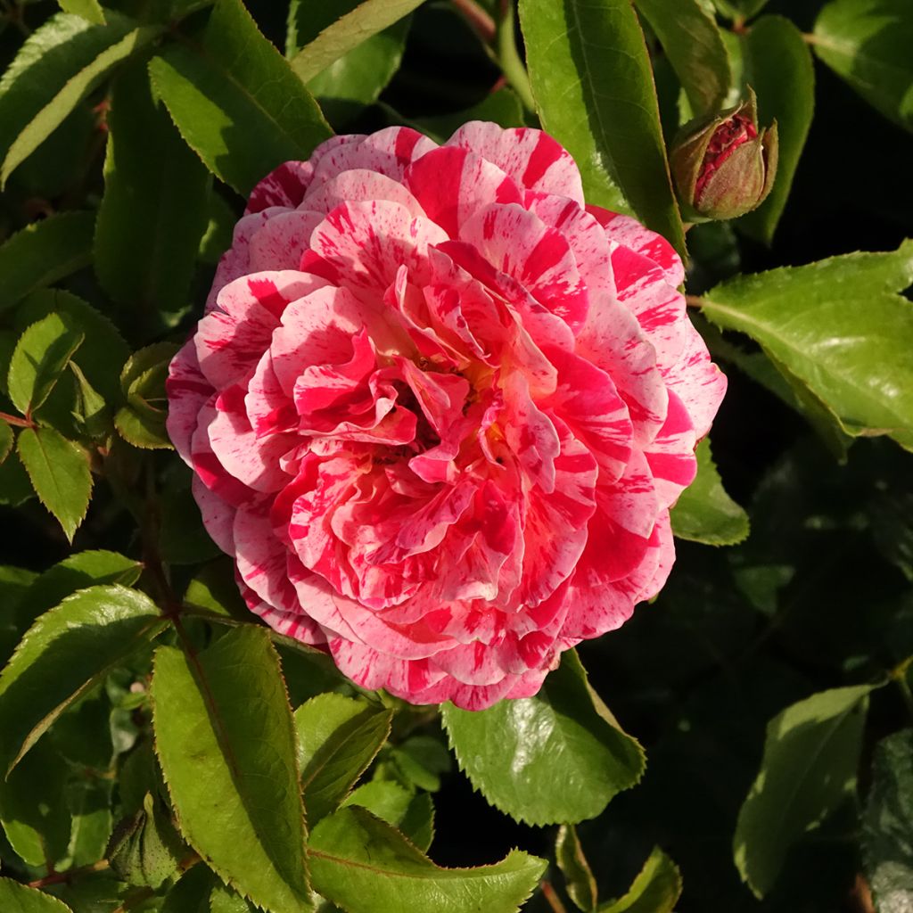 Floribundaruusu Abracadabra Koramsaro