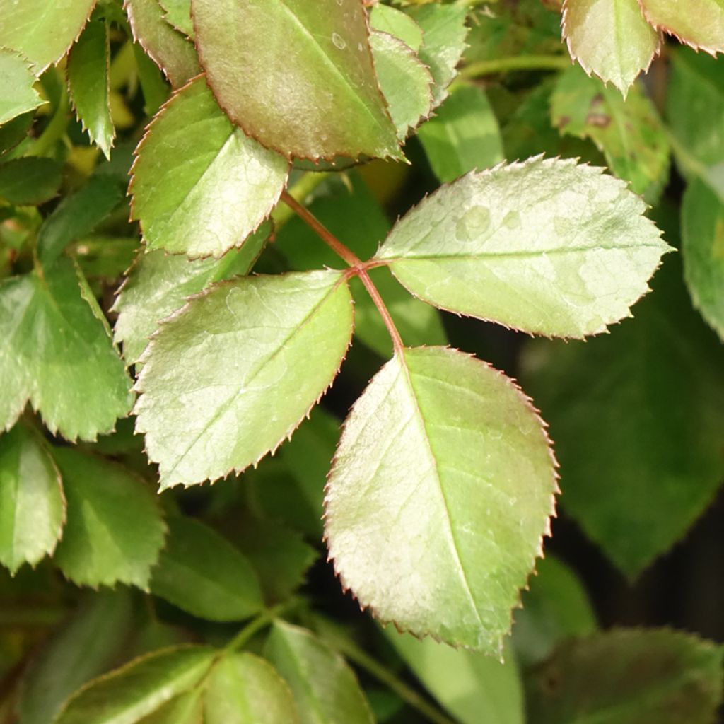 Floribundaruusu Alain