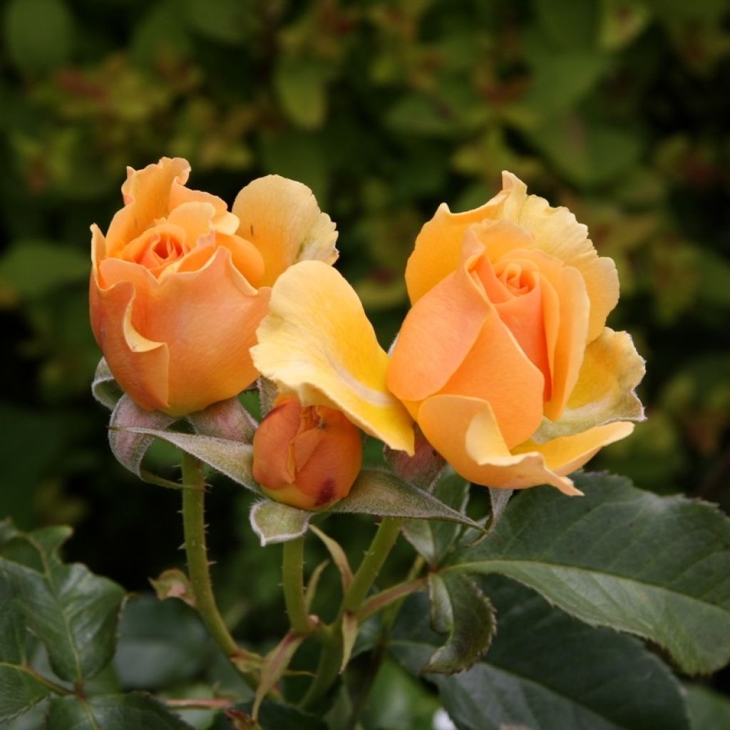 Floribundaruusu Amber Queen