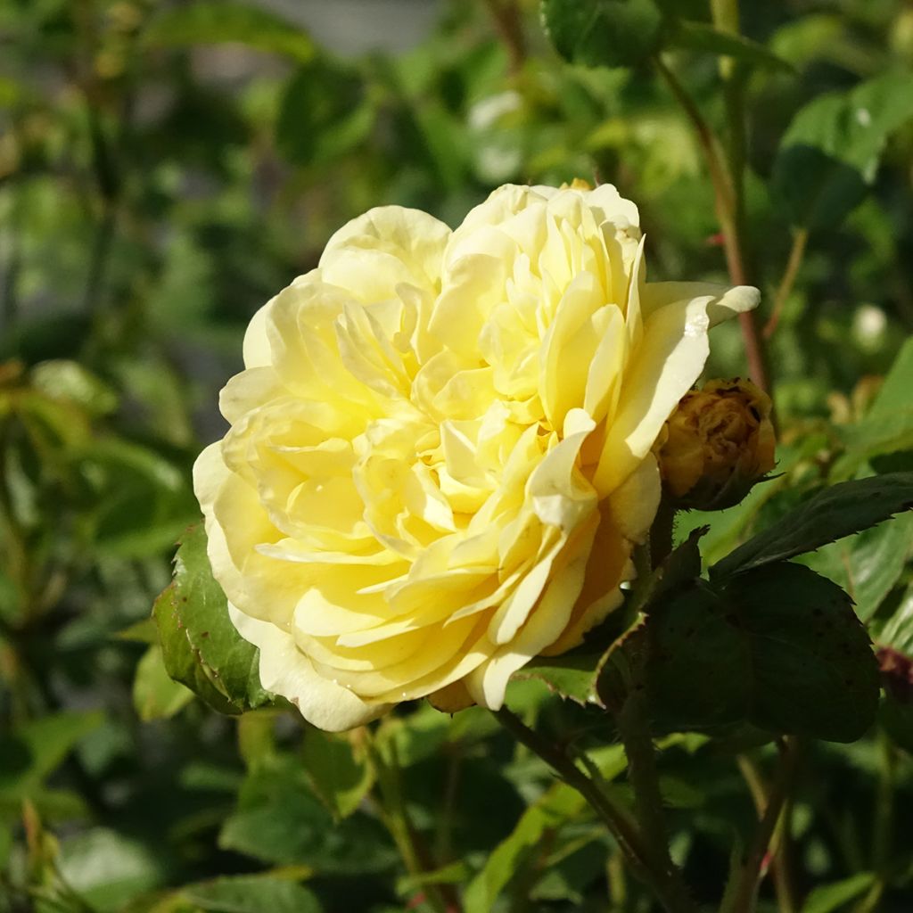 Floribundaruusu Anny Duperey