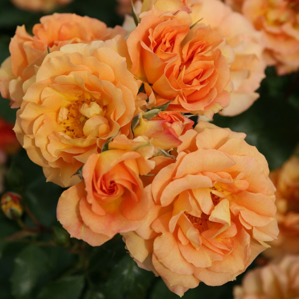 Floribundaruusu Bentheimer Gold
