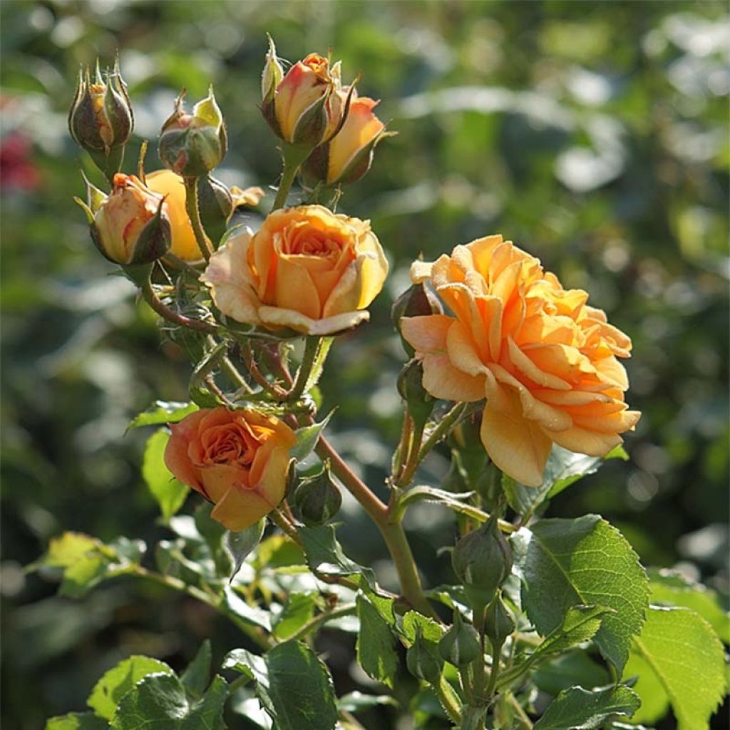 Floribundaruusu Bentheimer Gold