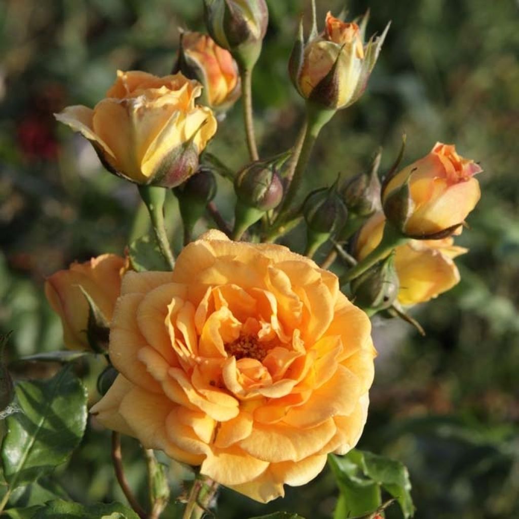 Floribundaruusu Bentheimer Gold